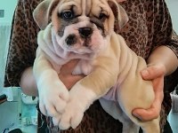 ORİJİNAL IRK INGILIZ BULLDOG YAVRULARIMIZ