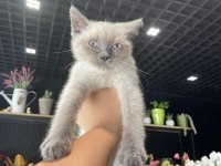 Uygun Puanlı Erkek Blue Point British Shorthair Yavrum