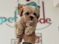 Show kalite tea cup kore maltipoo lar ziyarete açık