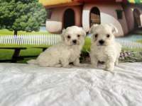 MALTESE TERRİER YAVRU