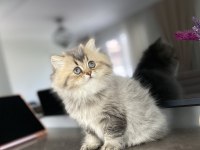 British longhair 2 aylık dişi