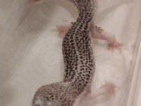 Gecko beyaz ve leopar desenli
