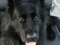 Şecereli Siyah Alman Çoban Köpeği