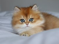 Golden Yeleli Longhair British 