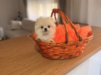 Güzel yavrularımız pomeranian boo