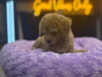Orj Teacup Pomeranian Bebeklerimiz