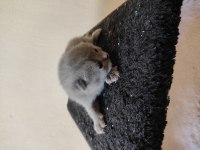 Yavru british shorthair kediler
