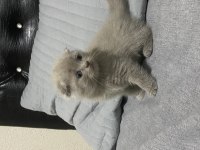 Scottish fold kedimiz