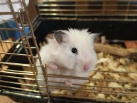 HER RENK HAMSTER MEVCUTTUR
