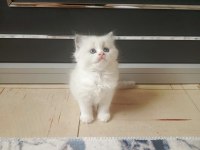A Kalite Mavi Göz Scottish Fold