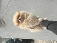 Erkek Dişi Pomeranian Yavrular
