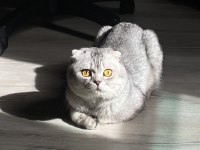 Scottish Fold (erkek) – Yeni yuvasını arıyor