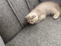 2 aylık yavrularımıza son iki adet dişi aile arıyoruz kedime