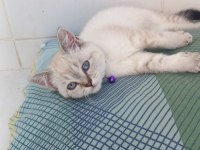 British shorthair kedisi