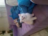 British shorthair erkek golden point