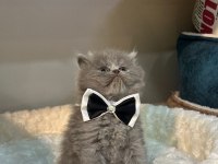 British longhair kedimiz