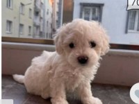 Sevimli yavrum maltipoo