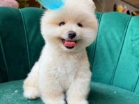 ORJİNAL GÜLER YÜZLÜ MALTİPOO KÖPEĞİM
