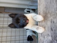 Amerikan Akita Yavru