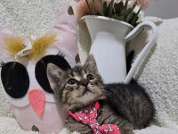 Kısa bacaklı topçik kafalı Tiny tekir oğlum