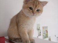 Secereli british shorthair golden yavrular