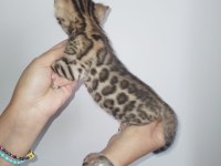 Saf kan yavru bengal kedisi