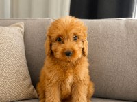 YAKIŞIKLI POODLE OĞLUMUZ