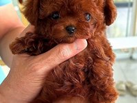 Orijinal Kore yavrular Türkiyede tek poodle
