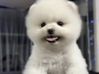 Pomeranian Boo Yavrusu
