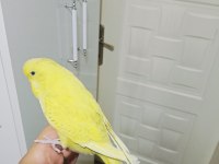 Jumbo Yavru Muhabbet Kuşu