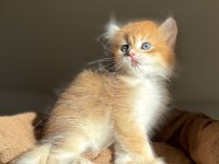 Golden Ny12 Mükemmel Kalite British Longhair
