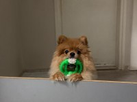 Pomeranian 1 yaşında