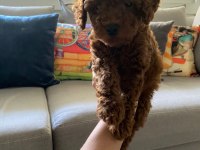 Toy poodle yavrularim orijinal