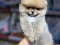 Federasyon kayıtlı pomeranian bebekler