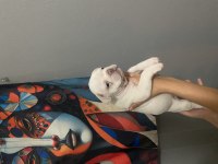 EGZOTİK FRENCH BULLDOG YAVRULARIMIZ EV ORTAMINDA BÜYÜYORLAR