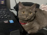 Çok uysal çok akıllı british shorthair