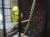 Maşallah show jumbo muhabbet kuşu damızlık ve yavrular