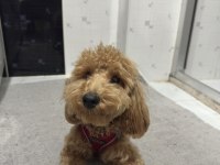 Toy poodle 8 aylık erkek