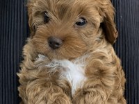 Kore Maltipoo Köpeklerimiz