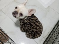 Acil Sahiplendirilecek Platinium Dişi French Bulldog