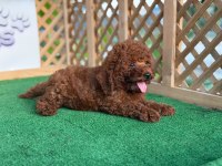 Poodle yavrusu