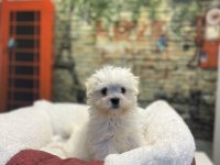 Maltese Terrier Yavru Köpeklerimiz