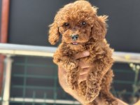 Ruhsatlı çiftlikde ziyarete açık toy poodle yavrular