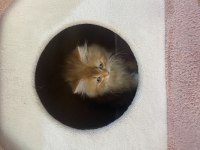 Sevimli oyuncu british longhair ny12