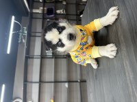 Mavi göz efsane husky yavrularım