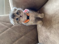 Ev Ortamında Scottish Fold Bebekler