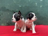 French Bulldog yavrularımız yeni ailesini bekliyor