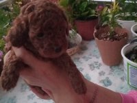 Çok Tatlı Dişi Teacup Poodle Yavrusu