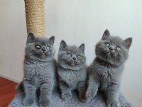 Safkan anne babanın british shorthair yavruları
