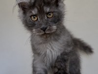 Wcf kayıtlı maine coon erkek black smoke